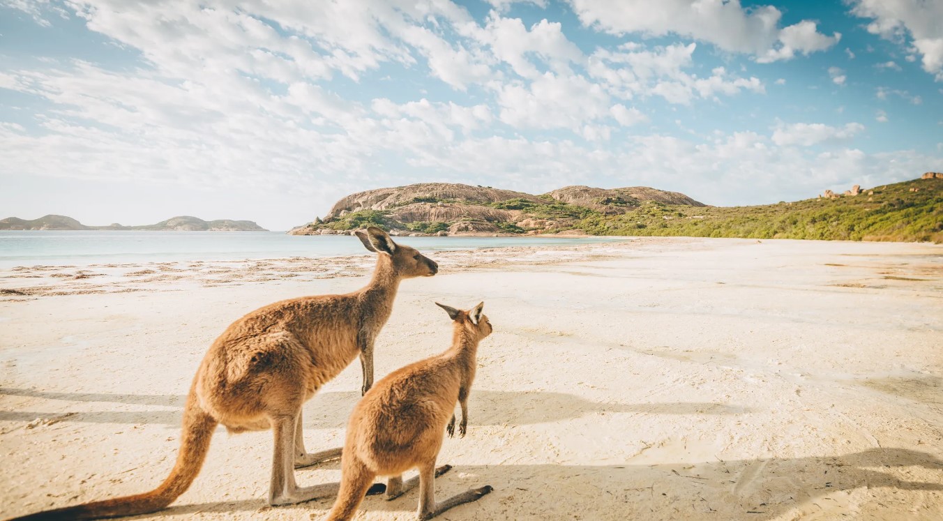 A couple of Kangaroos in Australia - TOEFL iBT Unavailable as English Language Test
