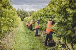 Work Visas for Seasonal Workers New Zealand - Visalobby